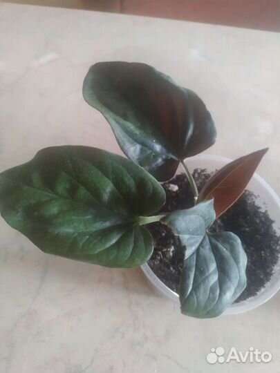 Сциндапсус, эпипремнум,синг