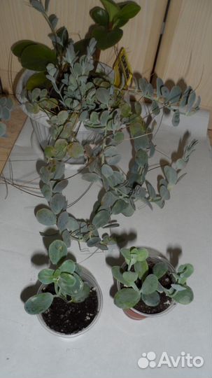 Каланхое алое сортовые