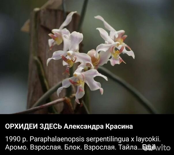 Катассктум, каттлея
