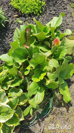 Ромашка примула бадан растения