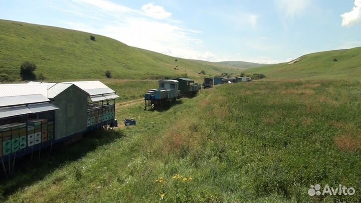 Мёд (розница, опт)