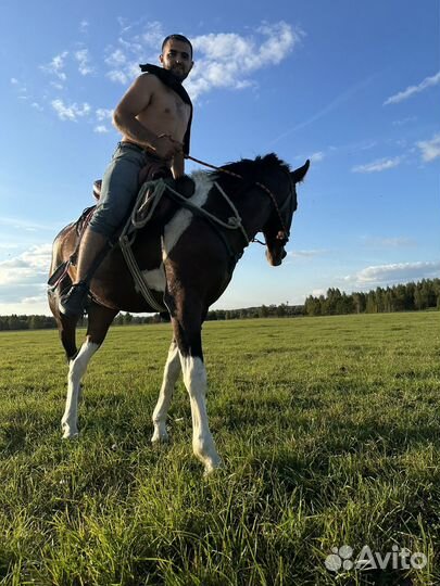 Продам лошадь жеребца