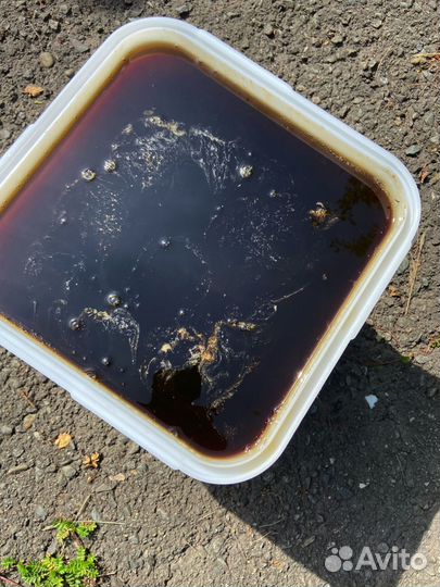 Мед разнотравье оптом с Алтая 2024