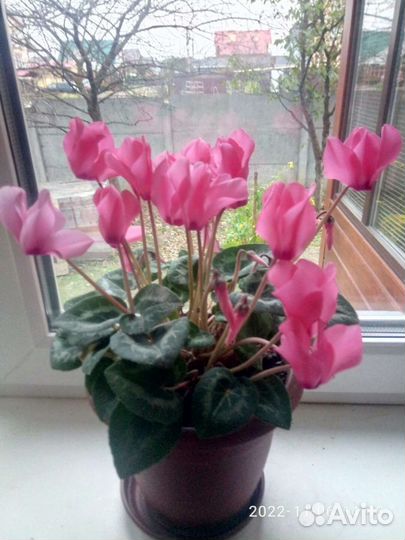 Семена цикламена