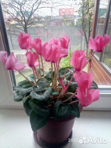 Семена цикламена