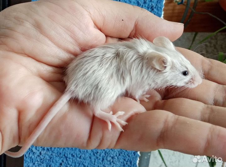 Мышки декоративные цветные ручные