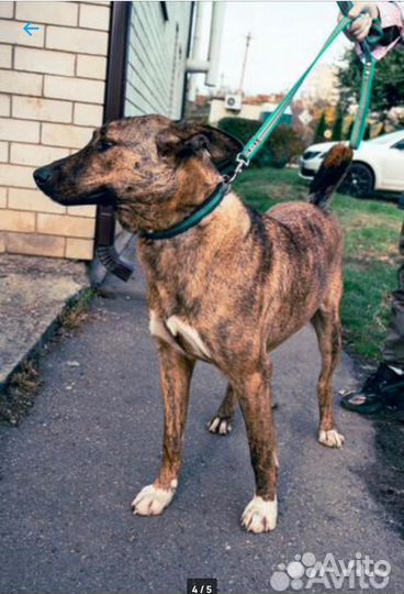 Собака в добрые руки