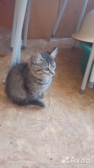Кошки в добрые руки