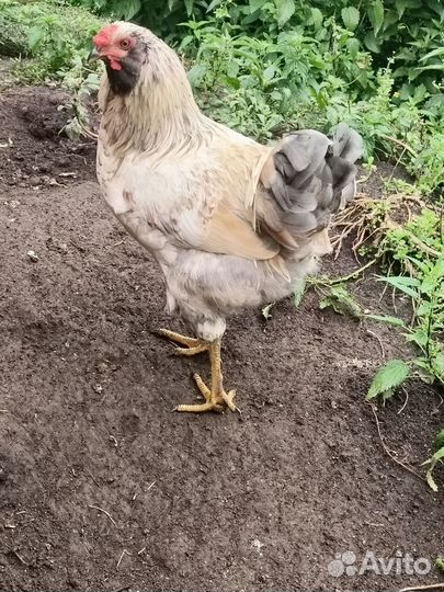 Молодки и петушки