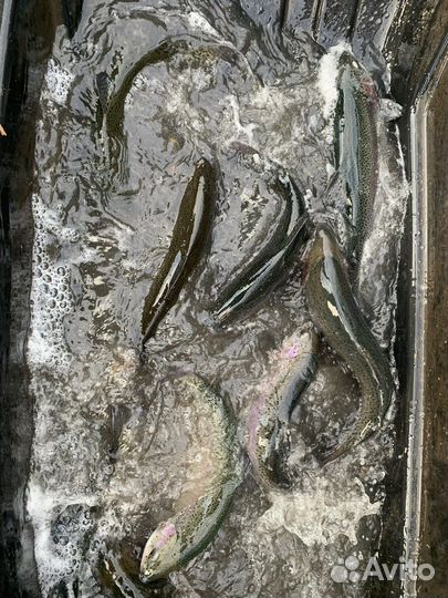 Живая Форель оптом с доставкой зарыбление форелью