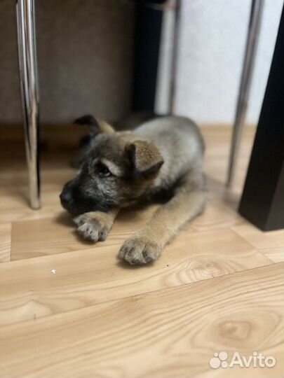 Щенки дворняги