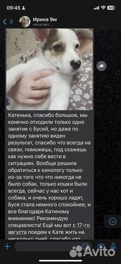 Дрессировка собак (кинолог/хендлер/ветдиетолог)