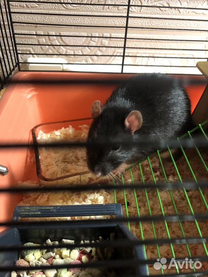 Крыса с клеткой