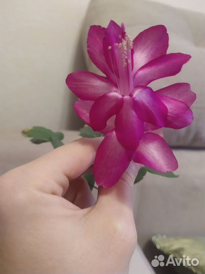 Декабрист розовый черенки