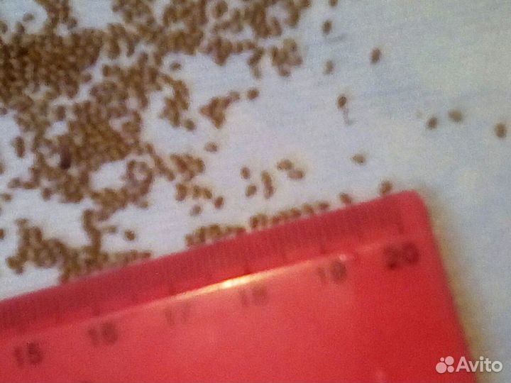 Семена Пузыреплодника калинолистного