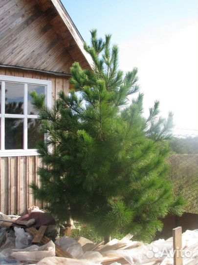 Саженцы Сибирского Кедра