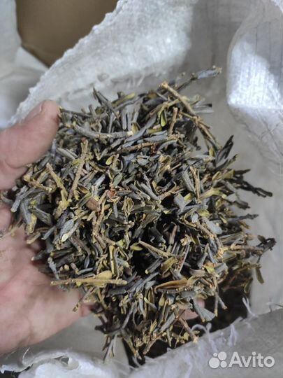 Чай саган дайля