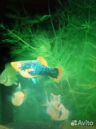 Аквариумные рыбки