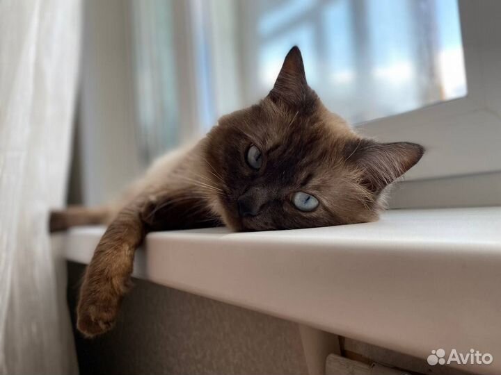 Сиамский кот