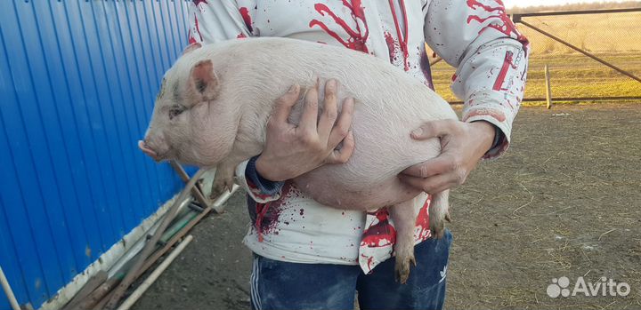 Вьетнамский вислобрюхий поросенок