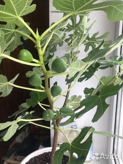 Саженцы инжира, лимон, мандарин