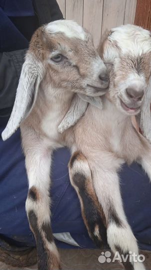 Козлята нубийские чистокровные
