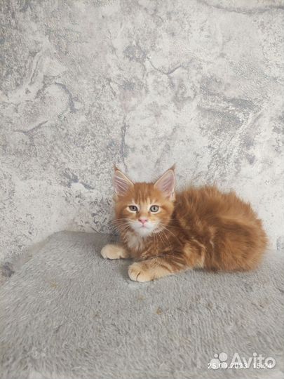 Котята мейн-кун