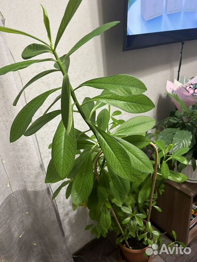 Синадениум