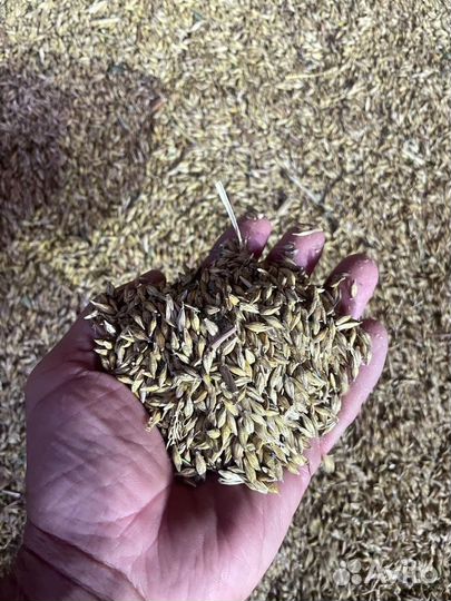 Зерно пшеница ячмень