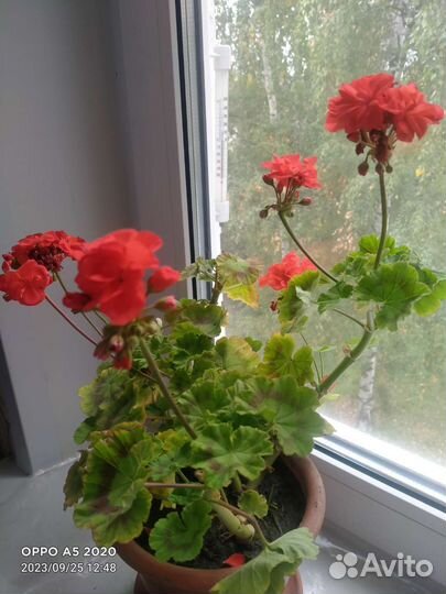 Пеларгония герань белая, красная, розовая