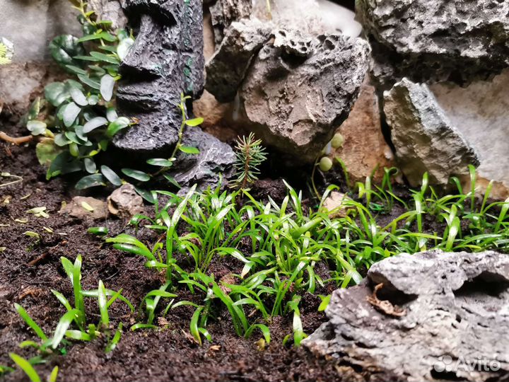 Фикусы,трава для флорариума