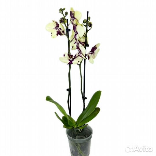 Орхидея фаленопсис — 2 ствола, красота и изящество