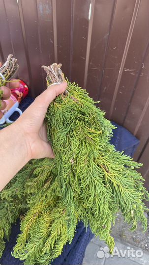 Веники из Артыша