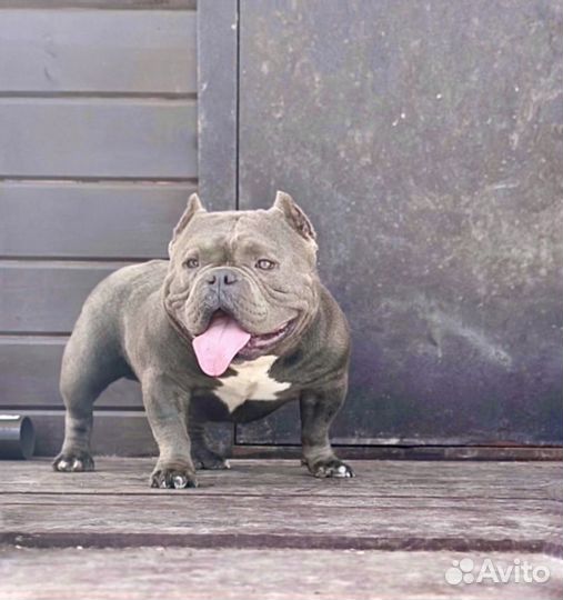 Американский булли, микро