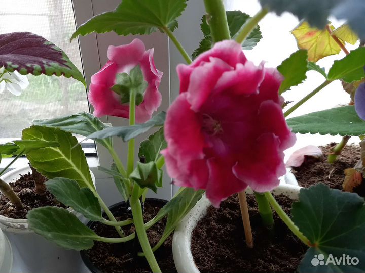 Комнатные цветы