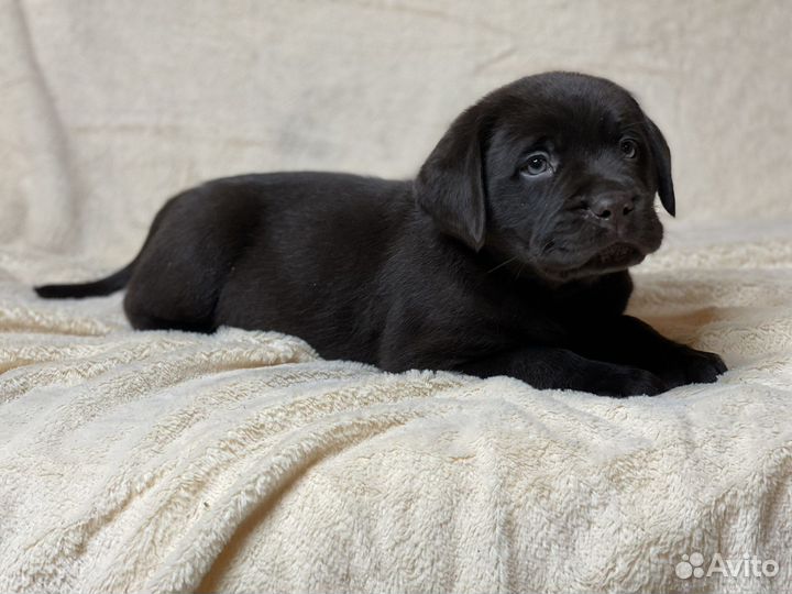 Шоколадный лабрадор коричневый