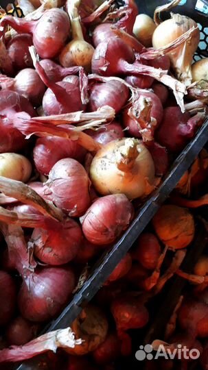 Лук семейный деревенский