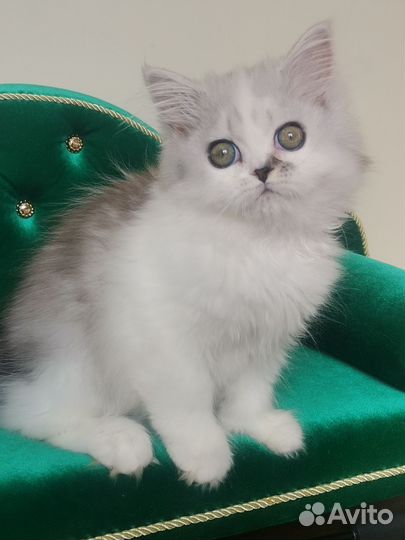 Шотландская кошечка