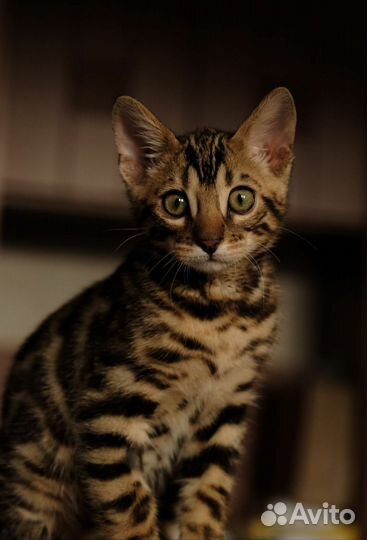 Бенгальские котята