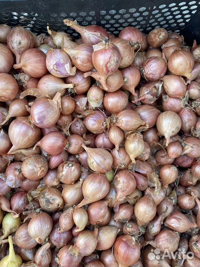 Лук семейный на посадку