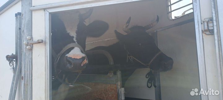 Конеперевозки