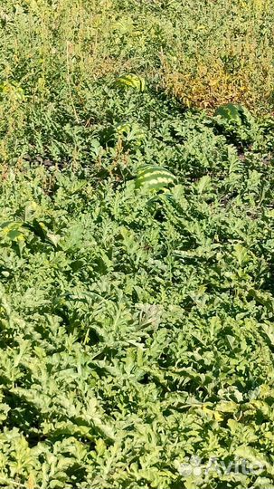 Арбуз с поля