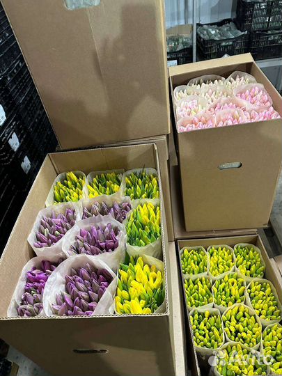 Свежие тюльпаны оптом с доставкой