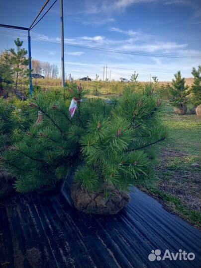 Сосна горная мугус