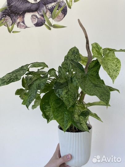 Сингониум моттлед мохито