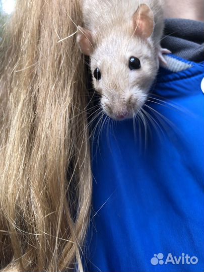 Крыса дамбо