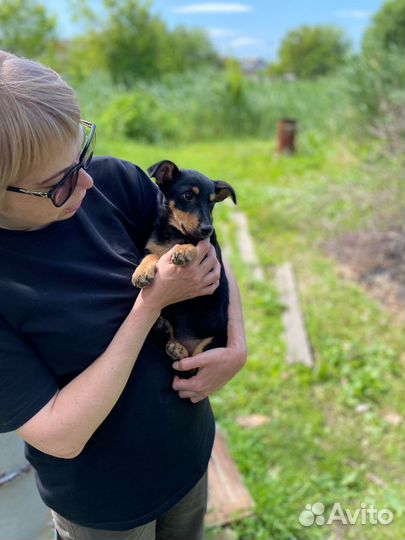 Таксо-пинчер Шпуля 4 мес