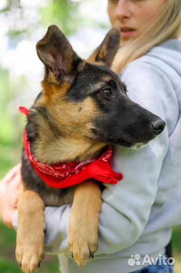 Щенок Джун ищет дом из приюта