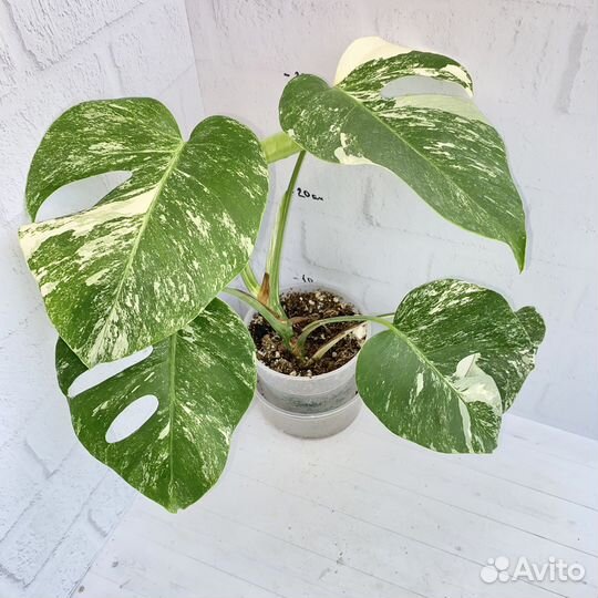 Монстера Альба зеленая