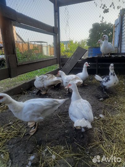 Семья индоуток